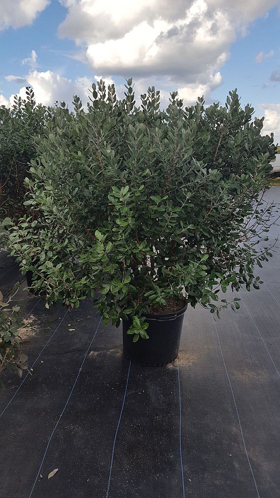 acca-sellowiana-pineapple-guava-feijoa-sellowiana