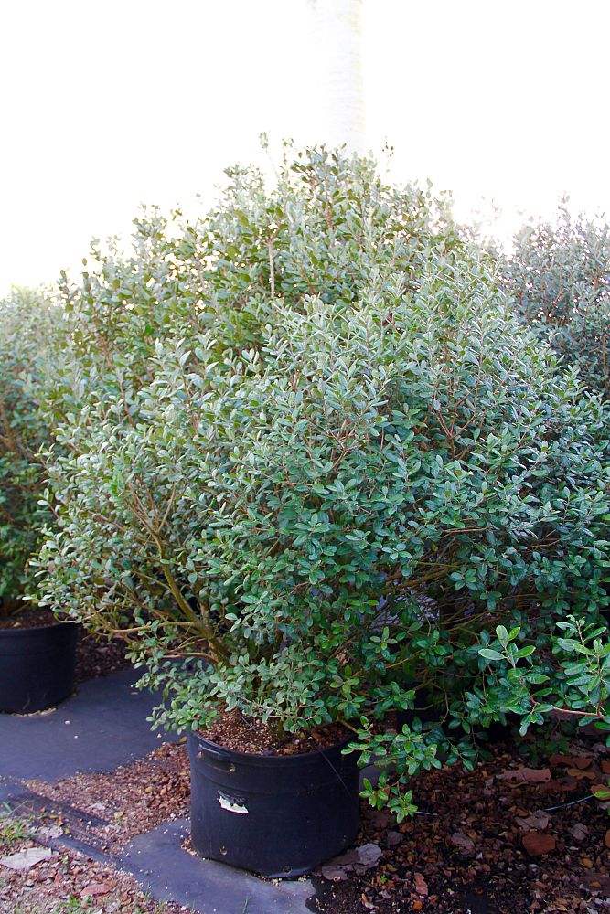 acca-sellowiana-pineapple-guava-feijoa-sellowiana