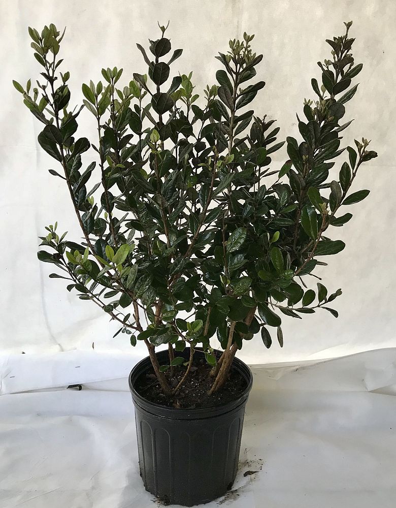 acca-sellowiana-pineapple-guava-feijoa-sellowiana