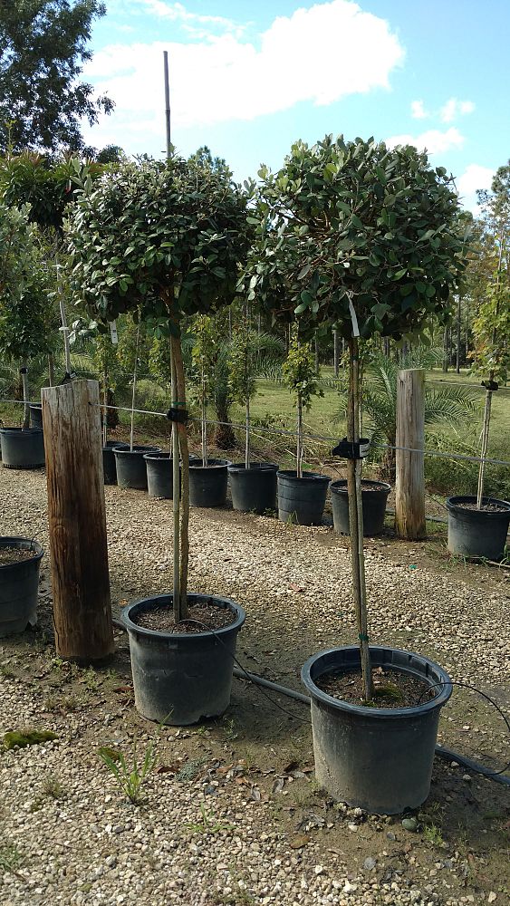 acca-sellowiana-pineapple-guava-feijoa-sellowiana