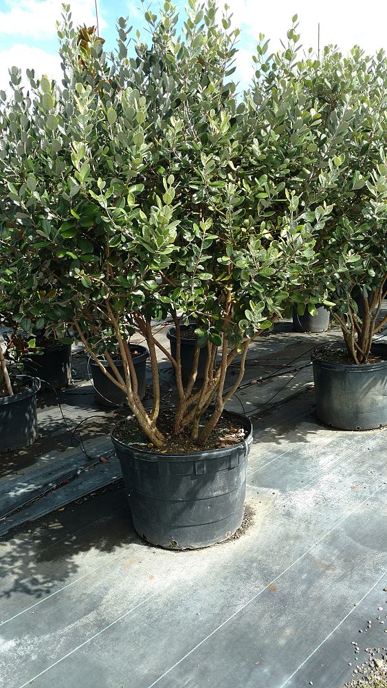 acca-sellowiana-pineapple-guava-feijoa-sellowiana