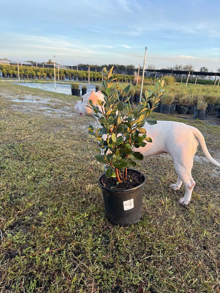 acca-sellowiana-pineapple-guava-feijoa-sellowiana