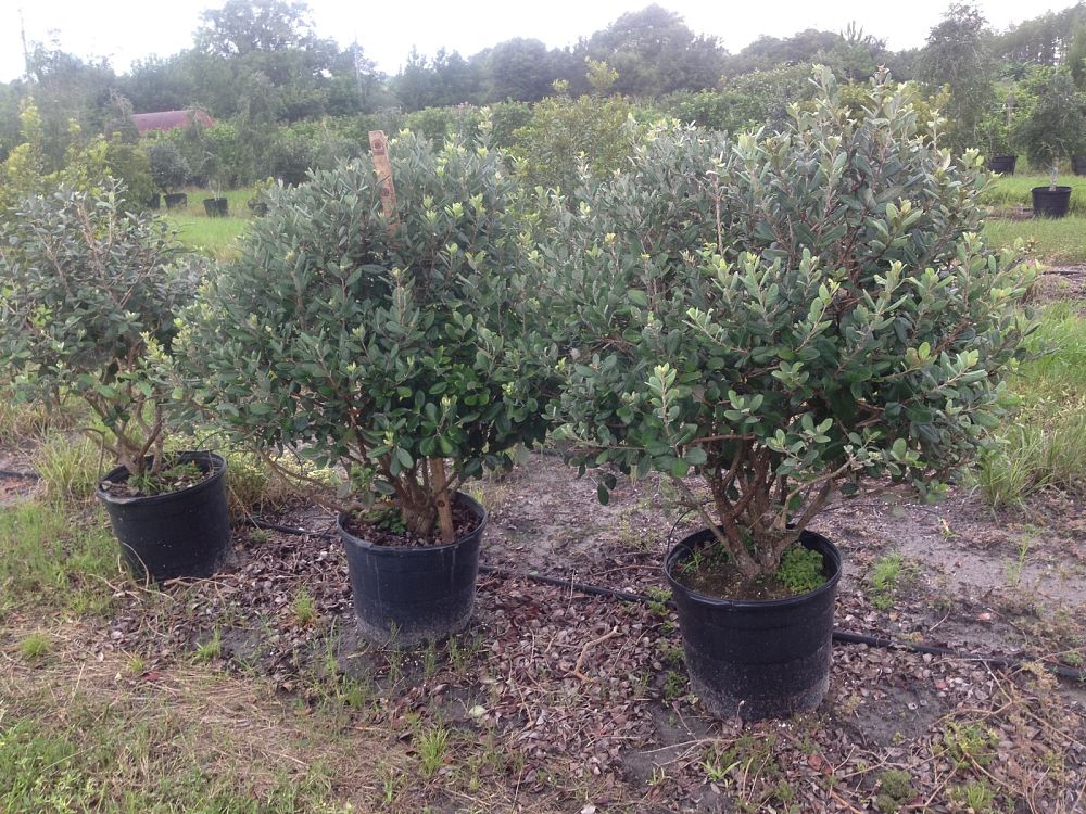 acca-sellowiana-pineapple-guava-feijoa-sellowiana