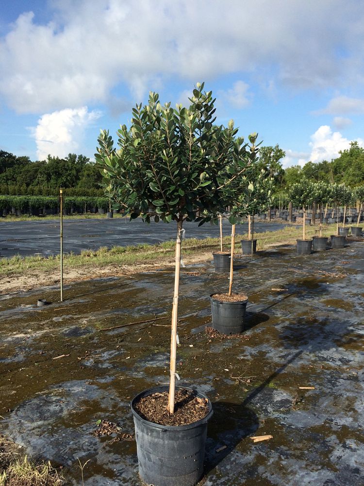 acca-sellowiana-pineapple-guava-feijoa-sellowiana