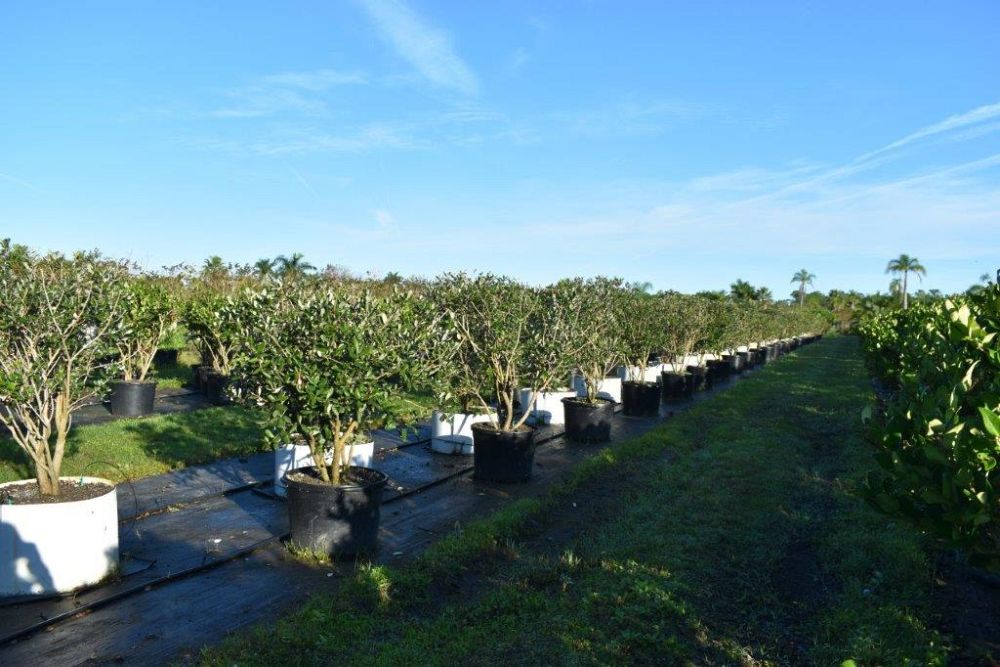 acca-sellowiana-pineapple-guava-feijoa-sellowiana