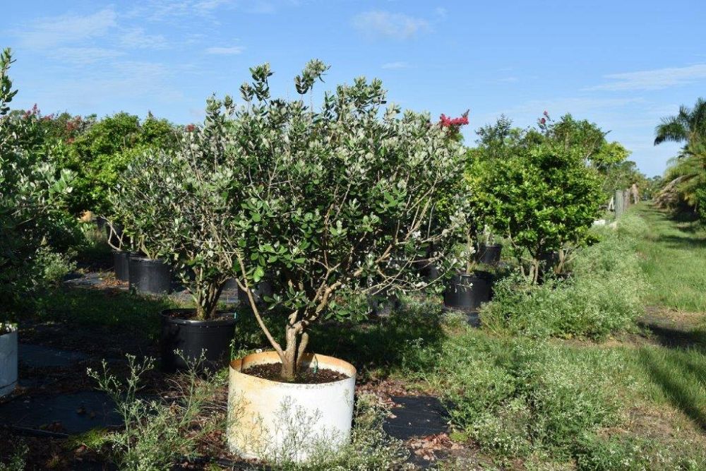 acca-sellowiana-pineapple-guava-feijoa-sellowiana