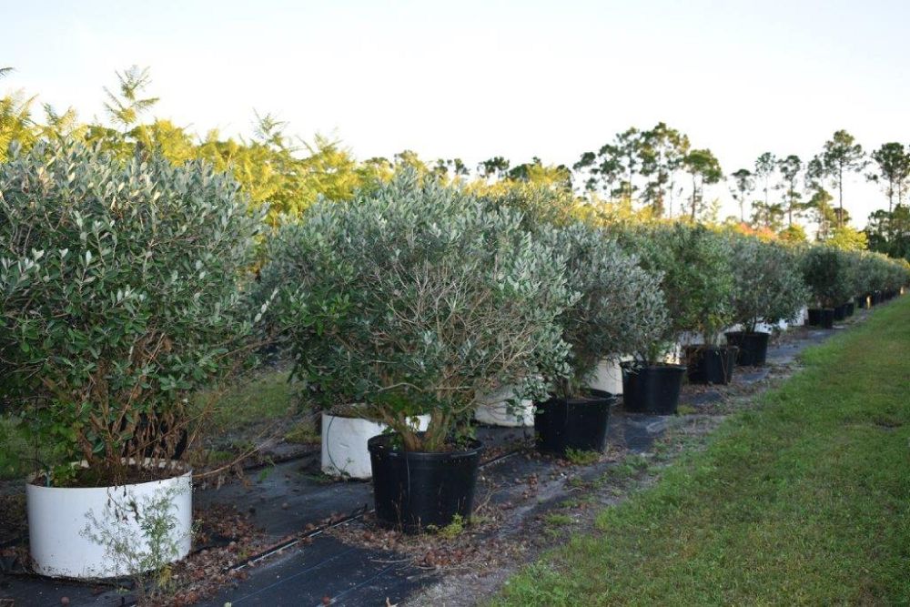 acca-sellowiana-pineapple-guava-feijoa-sellowiana