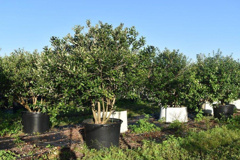 acca-sellowiana-pineapple-guava-feijoa-sellowiana