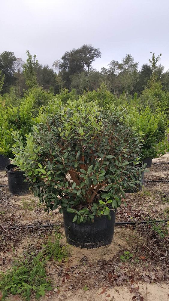 acca-sellowiana-pineapple-guava-feijoa-sellowiana