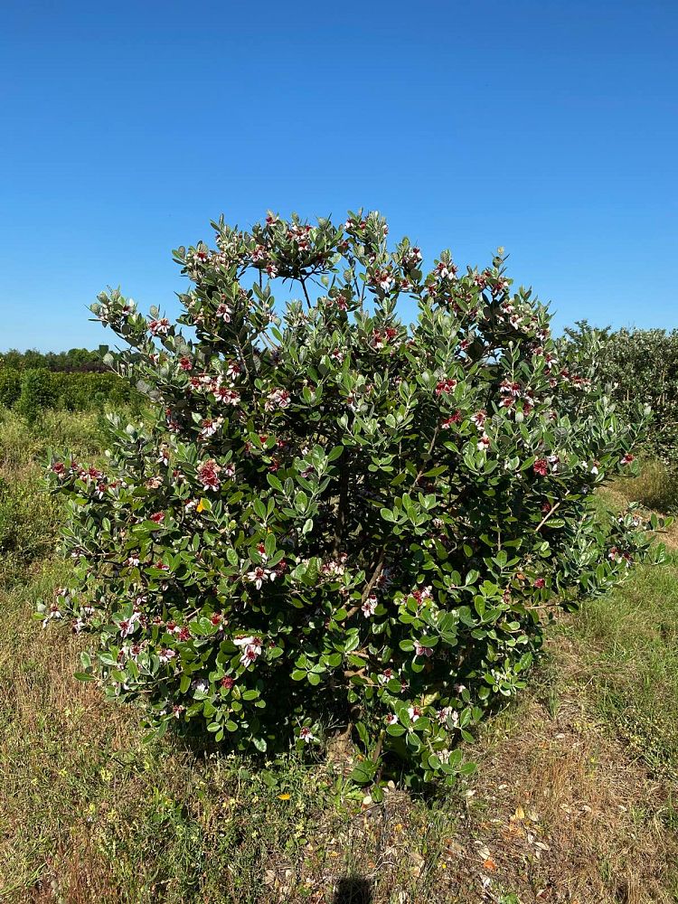 acca-sellowiana-pineapple-guava-feijoa-sellowiana