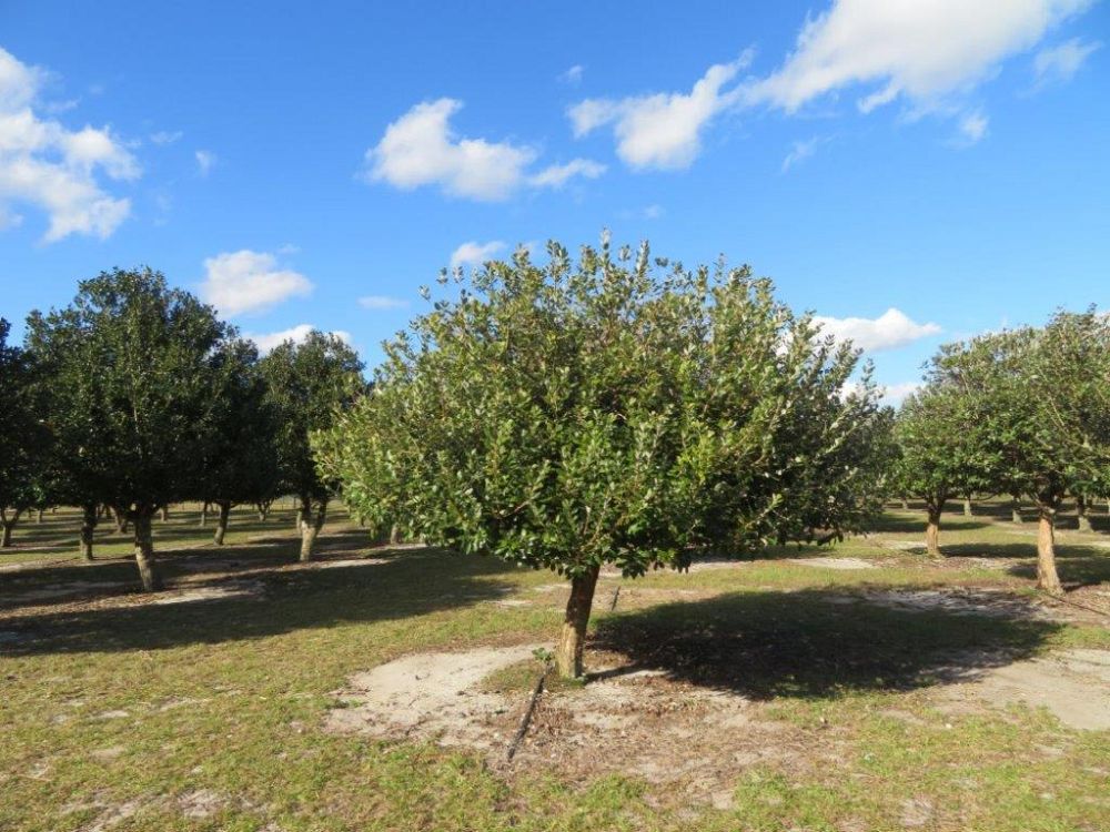 acca-sellowiana-pineapple-guava-feijoa-sellowiana