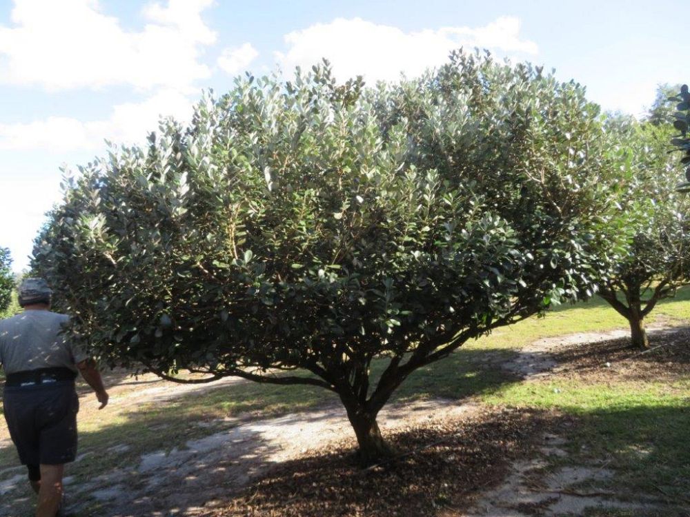 acca-sellowiana-pineapple-guava-feijoa-sellowiana
