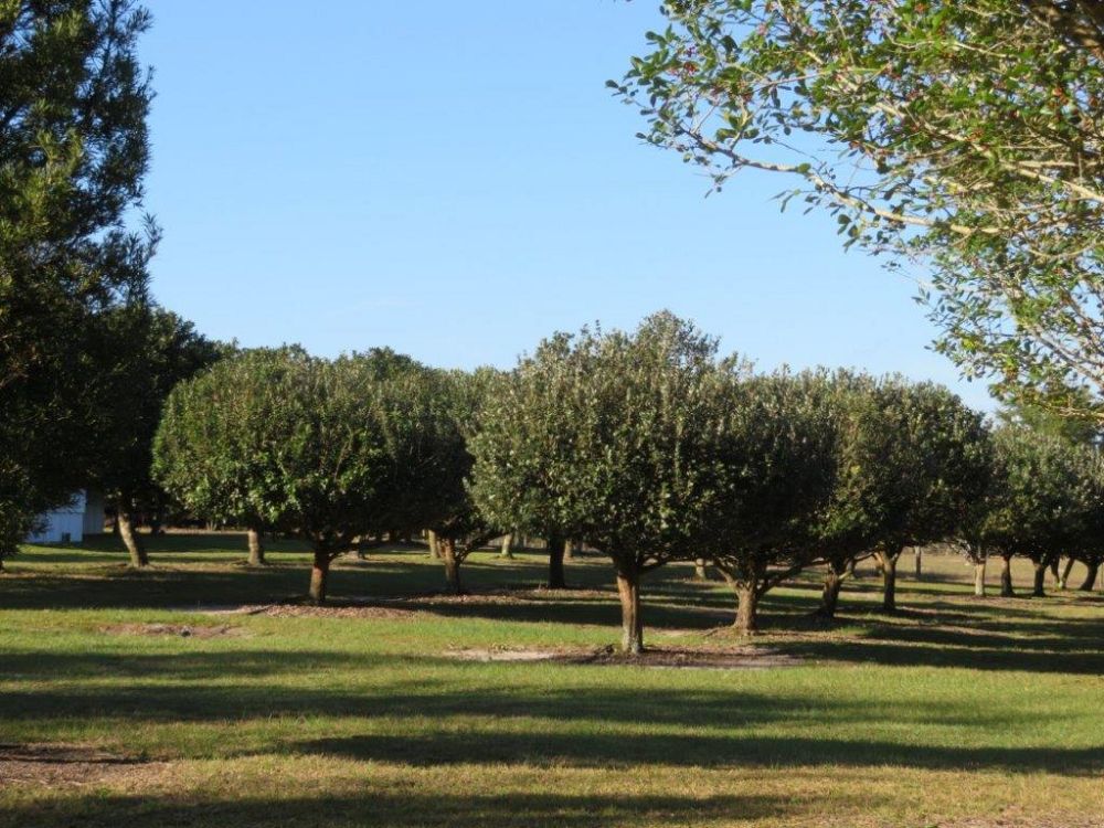 acca-sellowiana-pineapple-guava-feijoa-sellowiana