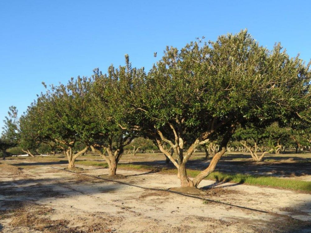 acca-sellowiana-pineapple-guava-feijoa-sellowiana