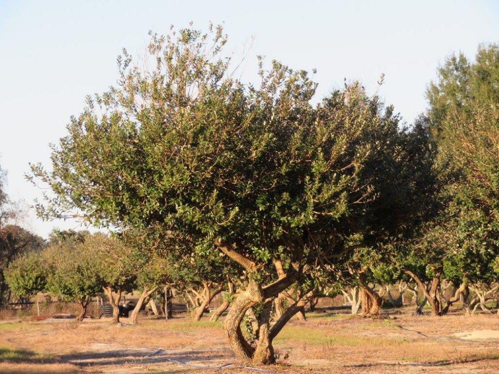 acca-sellowiana-pineapple-guava-feijoa-sellowiana