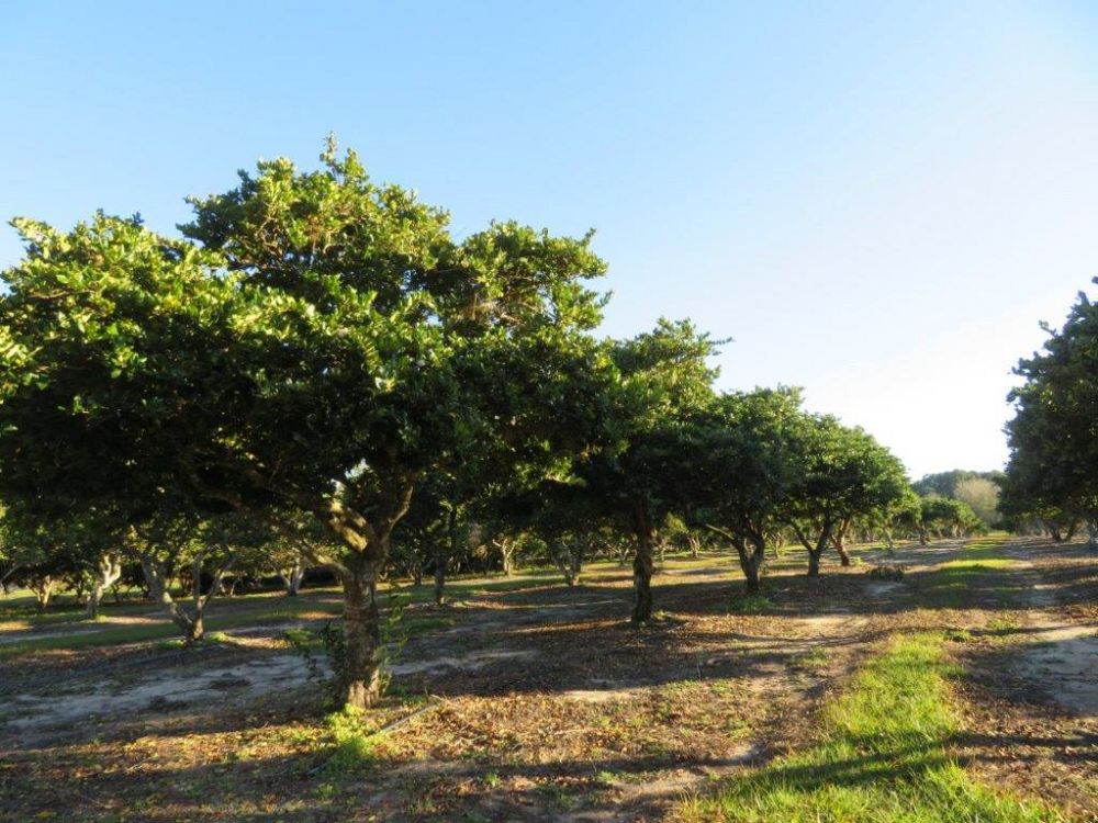 acca-sellowiana-pineapple-guava-feijoa-sellowiana
