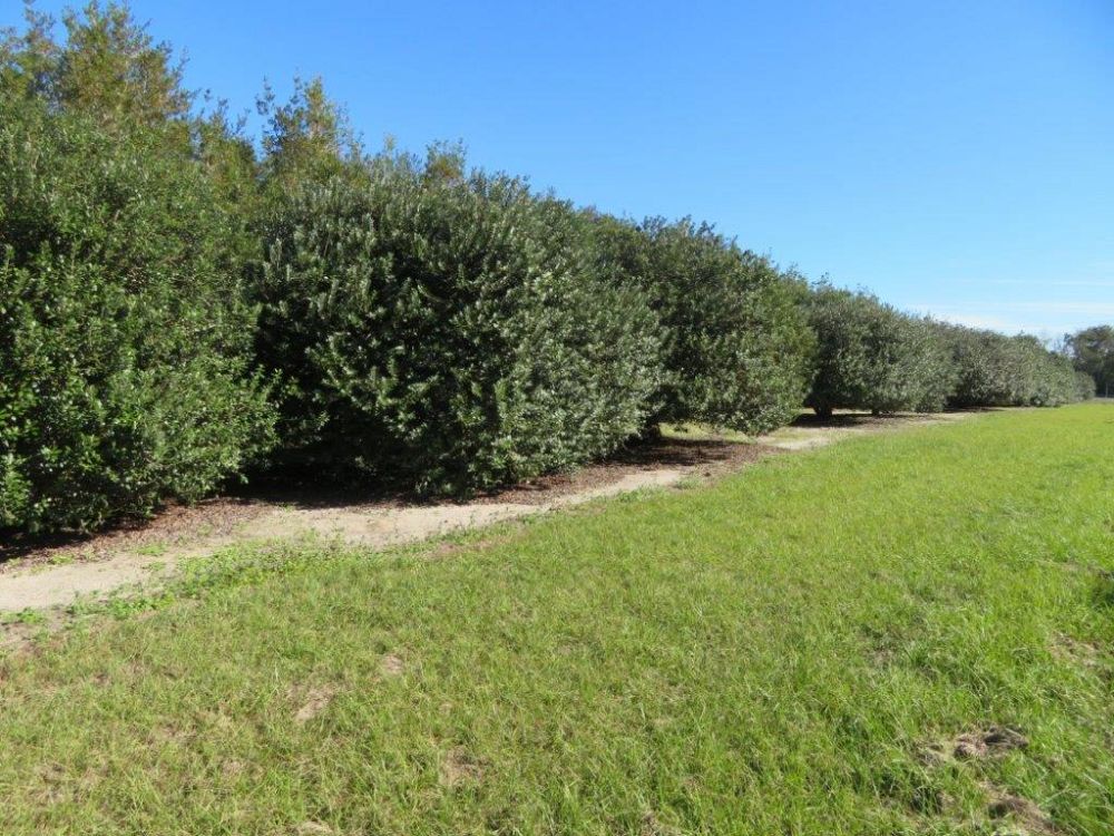 acca-sellowiana-pineapple-guava-feijoa-sellowiana