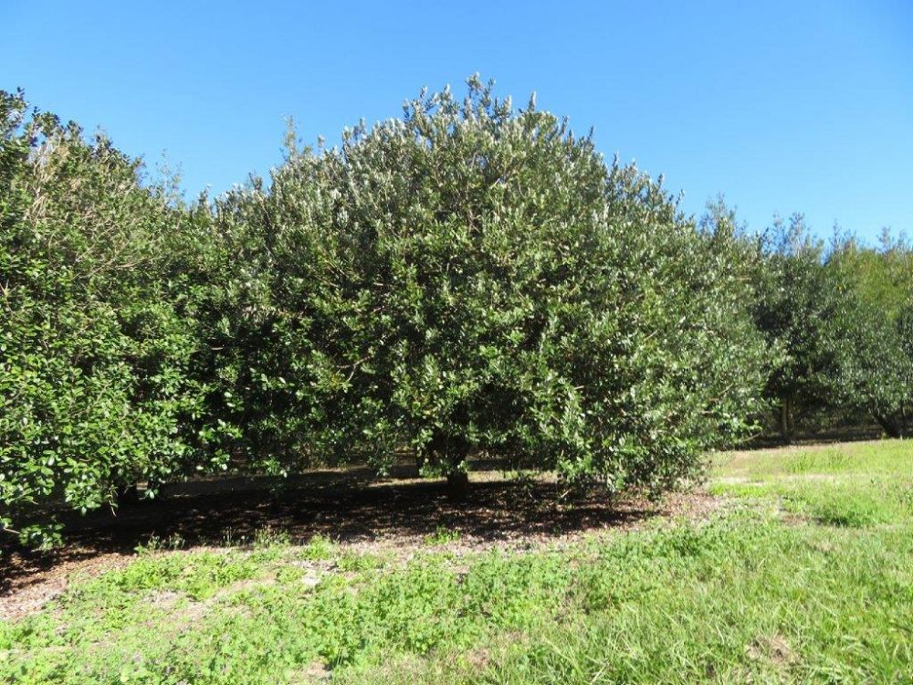 acca-sellowiana-pineapple-guava-feijoa-sellowiana