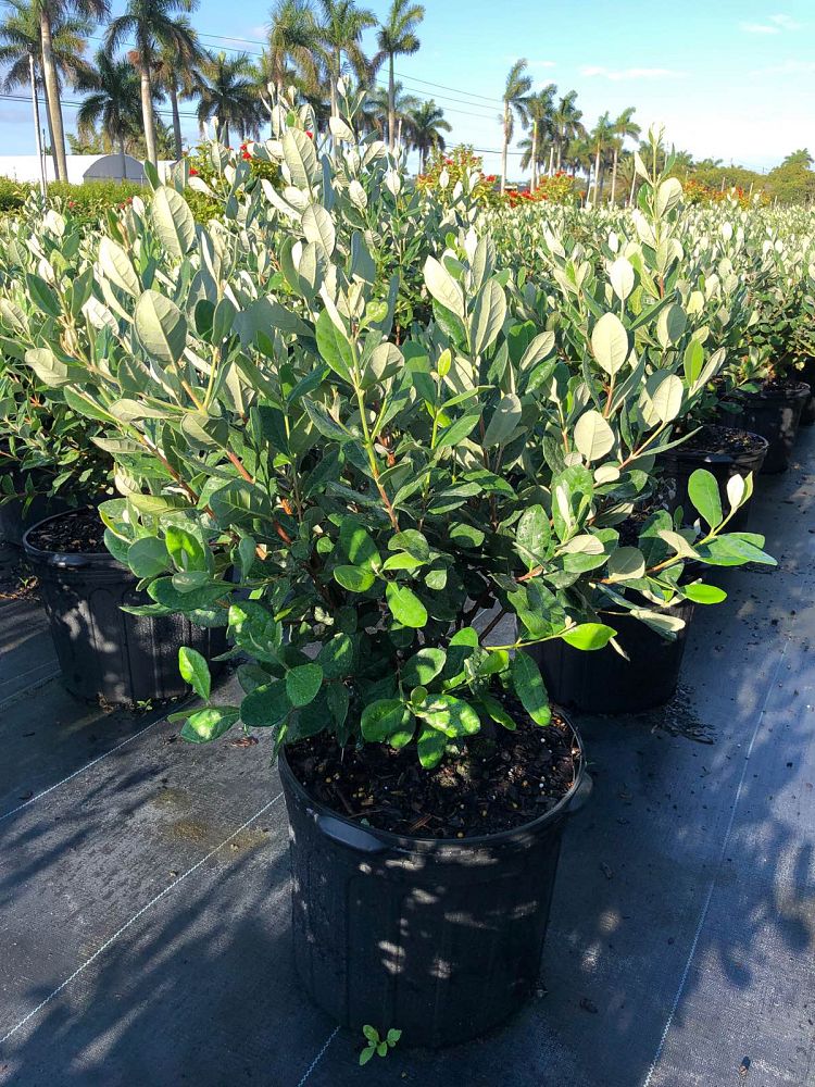 acca-sellowiana-pineapple-guava-feijoa-sellowiana