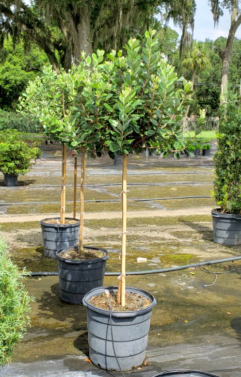 acca-sellowiana-pineapple-guava-feijoa-sellowiana