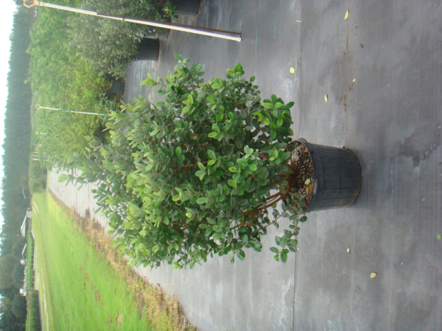 acca-sellowiana-pineapple-guava-feijoa-sellowiana