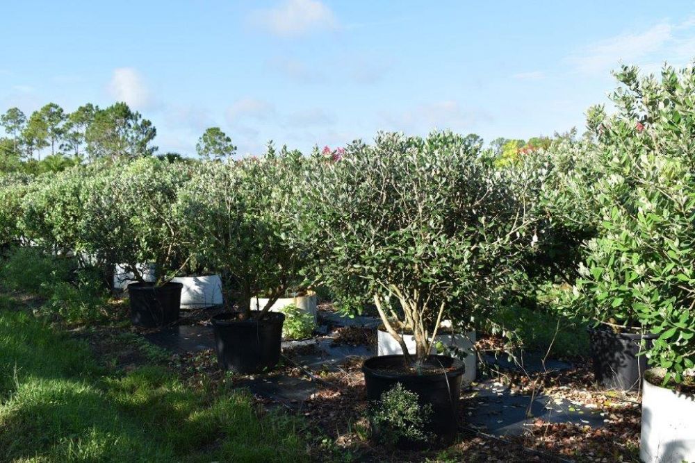 acca-sellowiana-pineapple-guava-feijoa-sellowiana