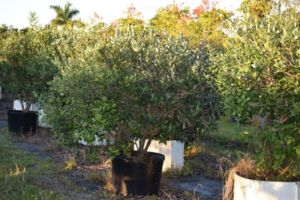 acca-sellowiana-pineapple-guava-feijoa-sellowiana