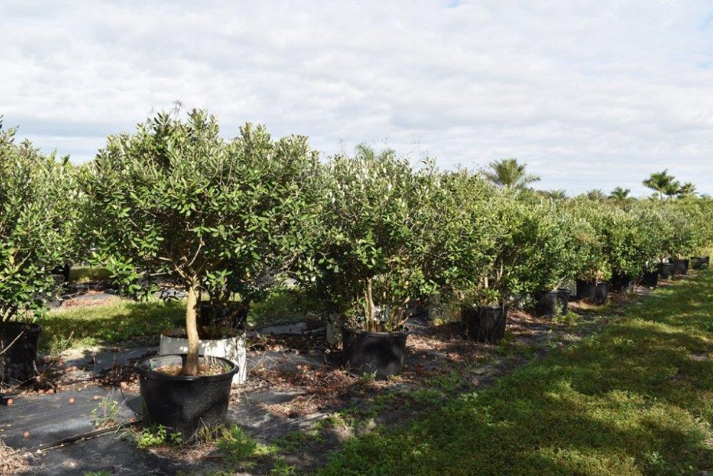 acca-sellowiana-pineapple-guava-feijoa-sellowiana