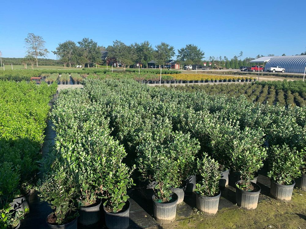 acca-sellowiana-pineapple-guava-feijoa-sellowiana