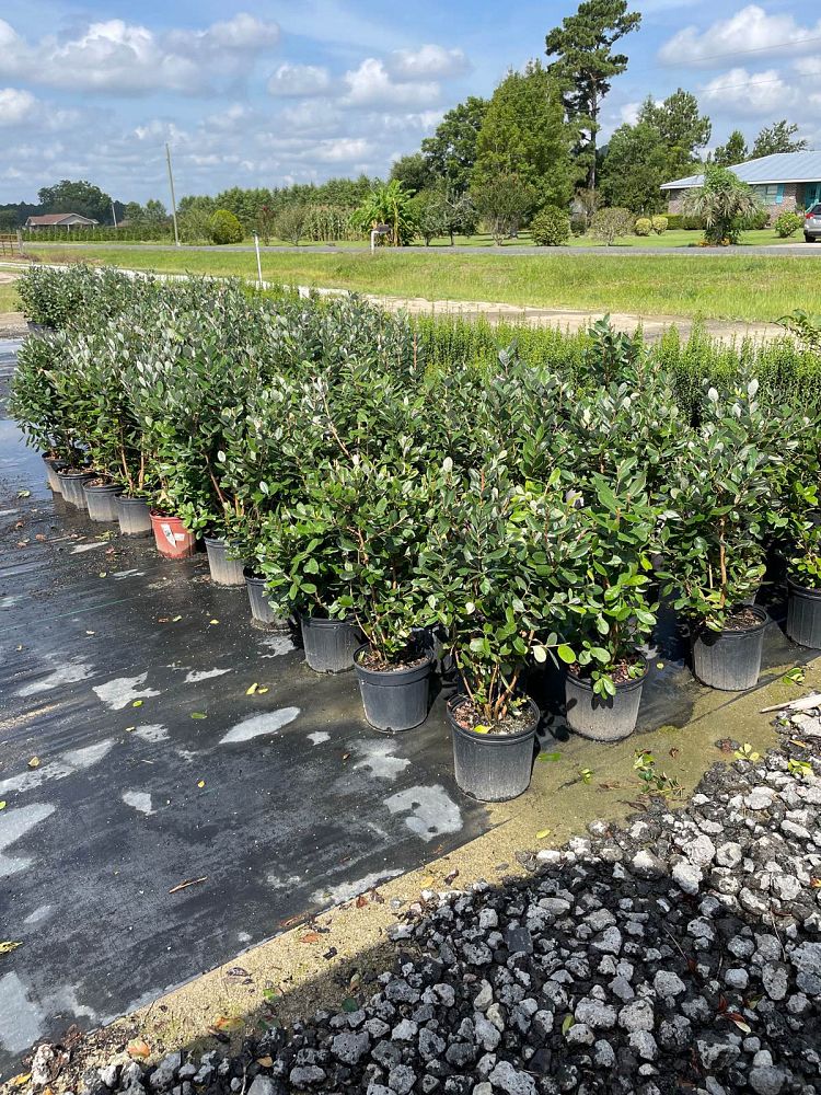 acca-sellowiana-pineapple-guava-feijoa-sellowiana