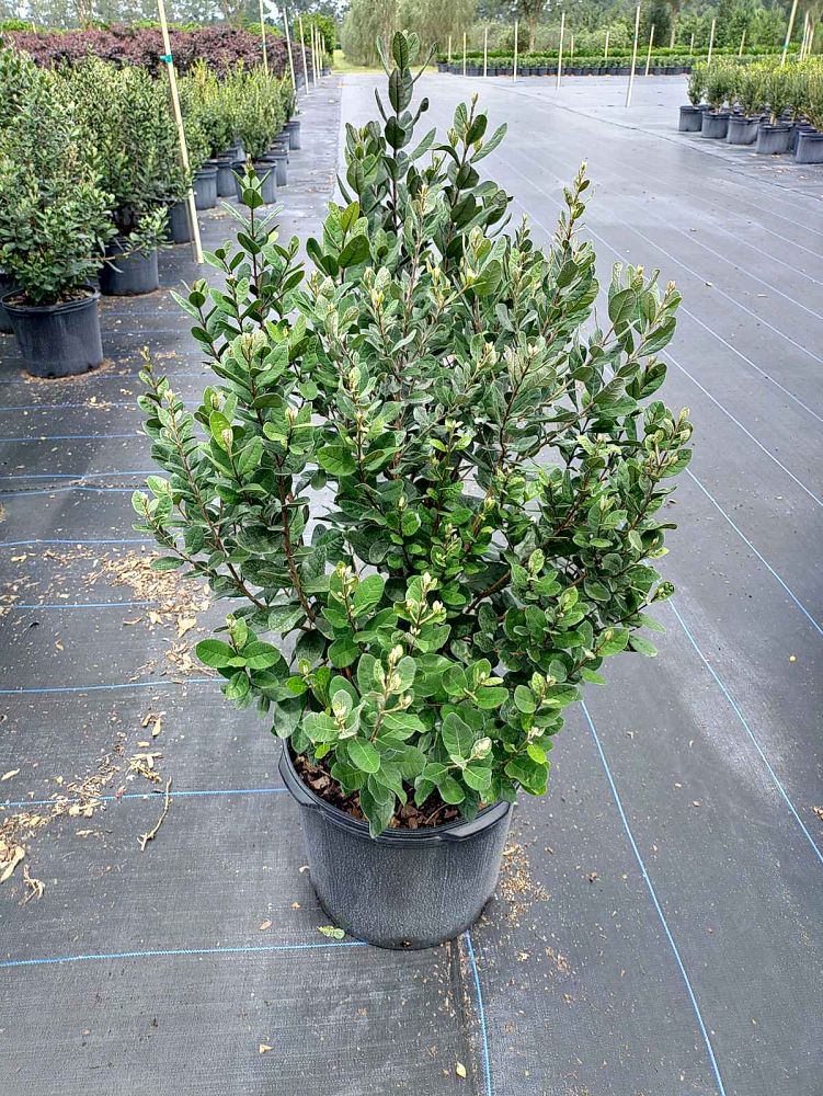 acca-sellowiana-pineapple-guava-feijoa-sellowiana