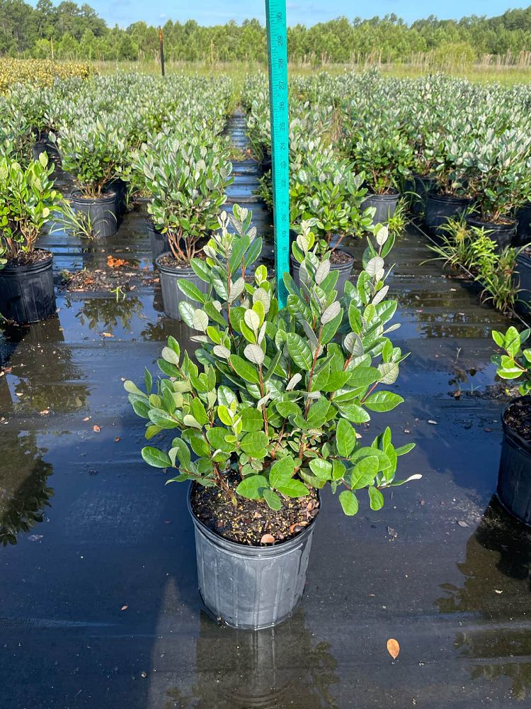 acca-sellowiana-pineapple-guava-feijoa-sellowiana