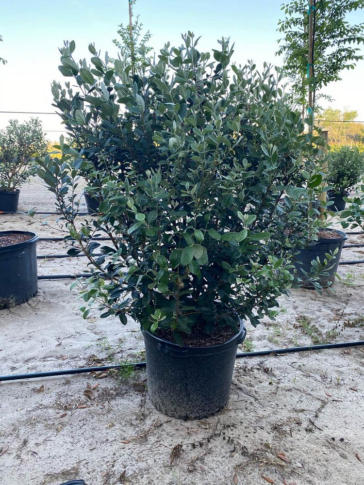 acca-sellowiana-pineapple-guava-feijoa-sellowiana