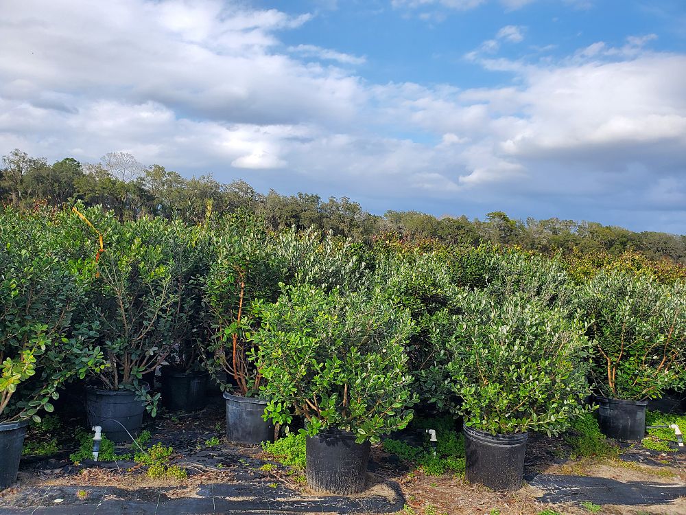 acca-sellowiana-pineapple-guava-feijoa-sellowiana