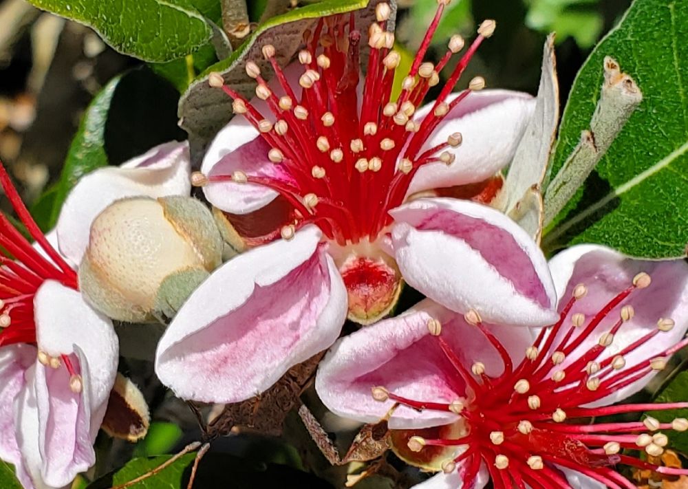acca-sellowiana-pineapple-guava-feijoa-sellowiana