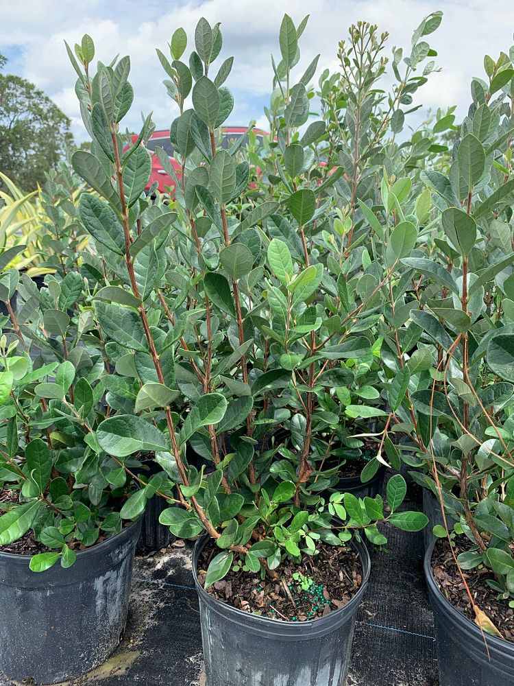 acca-sellowiana-pineapple-guava-feijoa-sellowiana