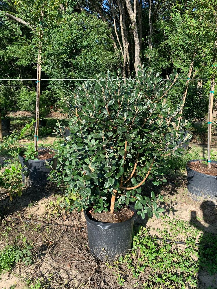 acca-sellowiana-pineapple-guava-feijoa-sellowiana