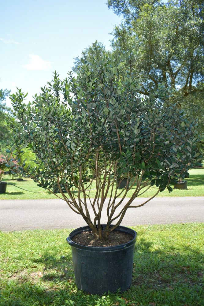 acca-sellowiana-pineapple-guava-feijoa-sellowiana