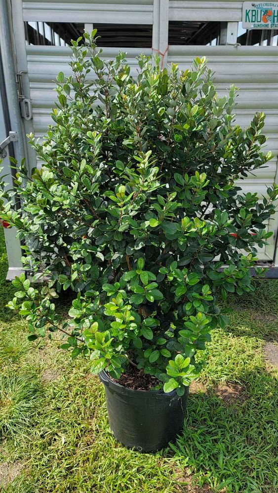 acca-sellowiana-pineapple-guava-feijoa-sellowiana