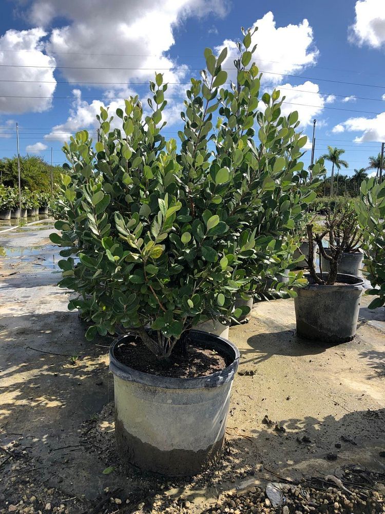 acca-sellowiana-pineapple-guava-feijoa-sellowiana