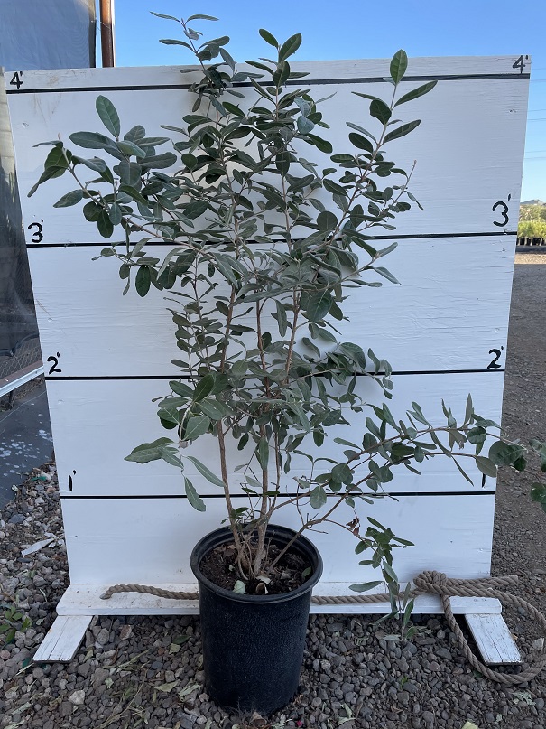 acca-sellowiana-pineapple-guava-feijoa-sellowiana