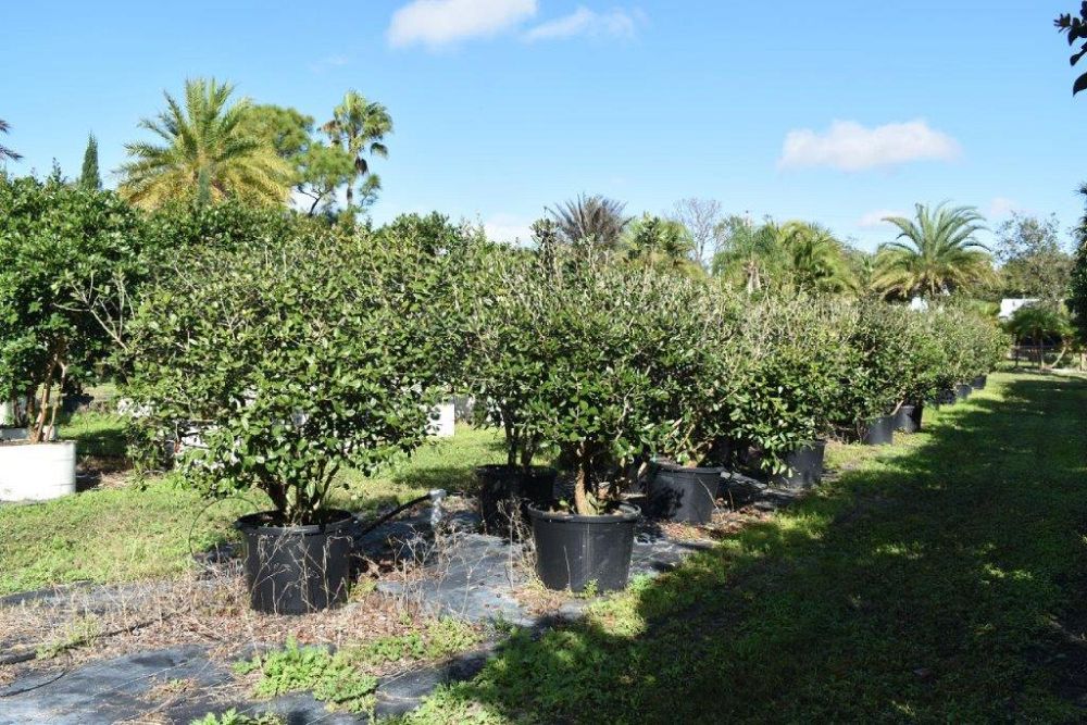 acca-sellowiana-pineapple-guava-feijoa-sellowiana