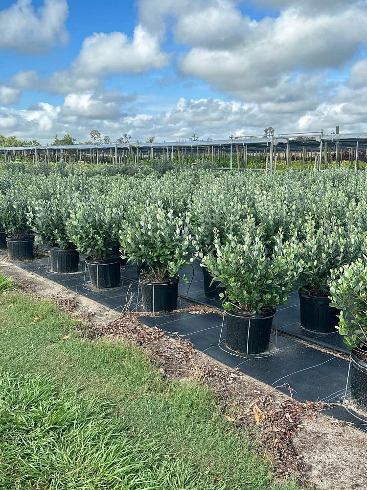 acca-sellowiana-pineapple-guava-feijoa-sellowiana
