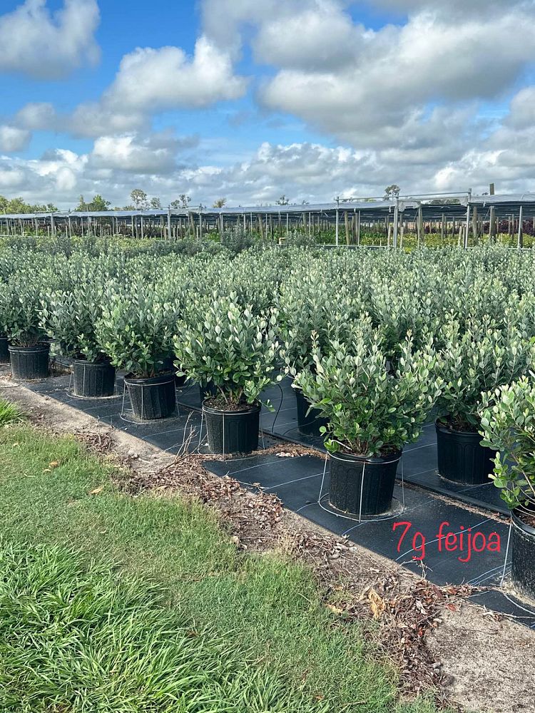 acca-sellowiana-pineapple-guava-feijoa-sellowiana