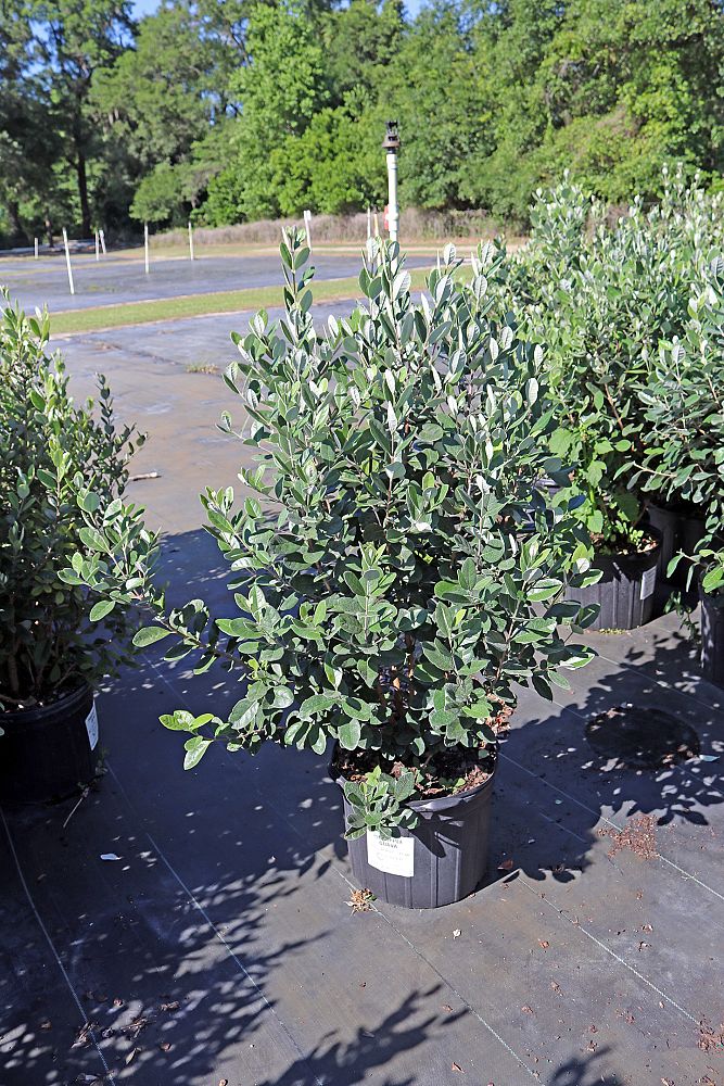 acca-sellowiana-pineapple-guava-feijoa-sellowiana