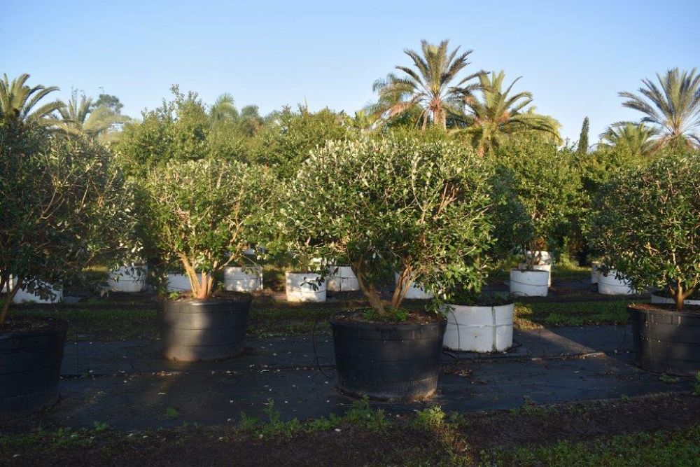 acca-sellowiana-pineapple-guava-feijoa-sellowiana