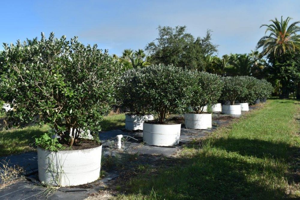 acca-sellowiana-pineapple-guava-feijoa-sellowiana