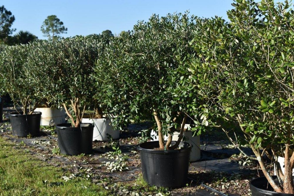 acca-sellowiana-pineapple-guava-feijoa-sellowiana