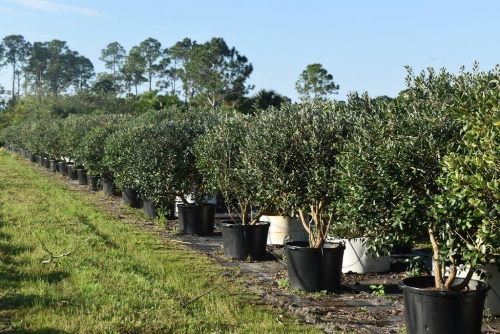 acca-sellowiana-pineapple-guava-feijoa-sellowiana