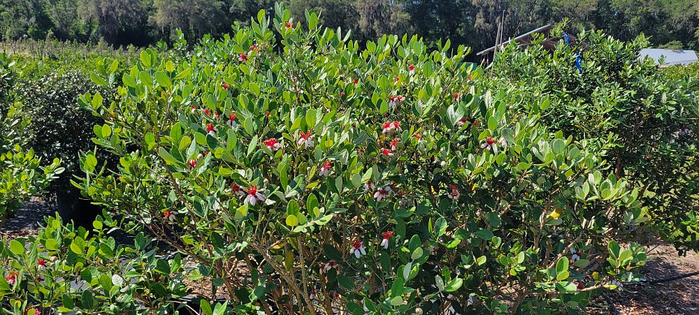 acca-sellowiana-pineapple-guava-feijoa-sellowiana